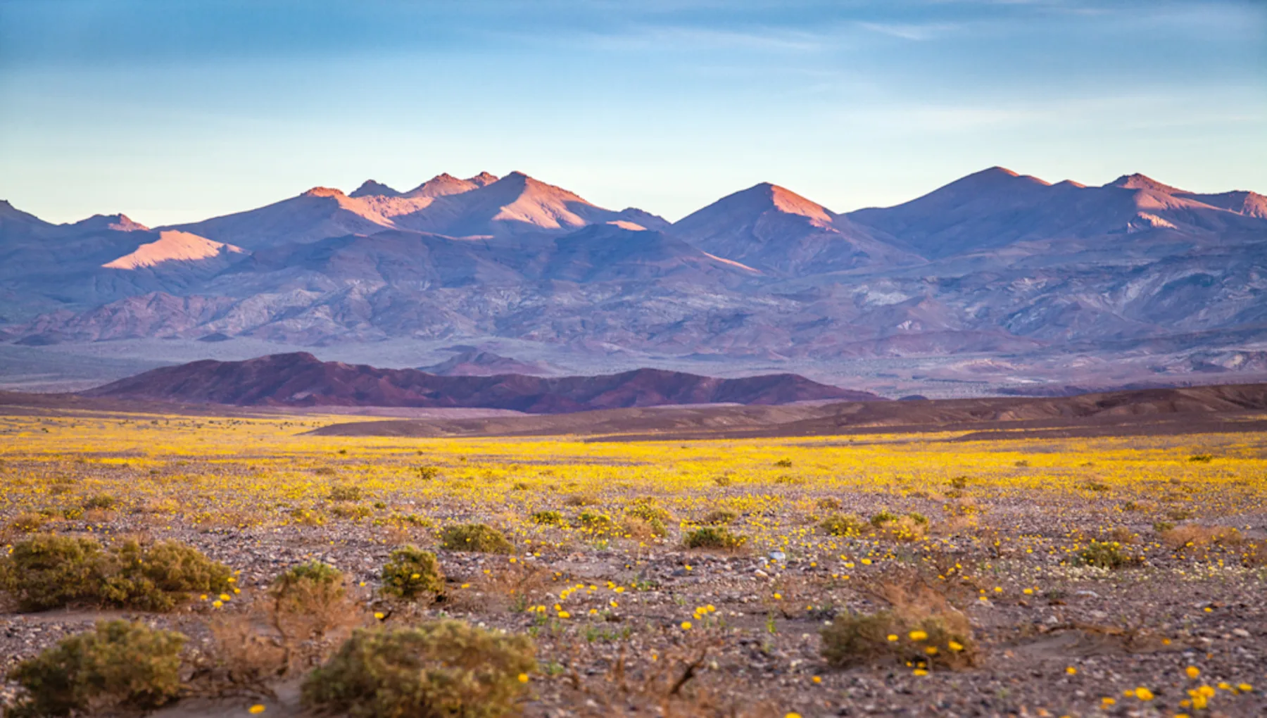 A Rare Wildflower Bloom in Death Valley National Park