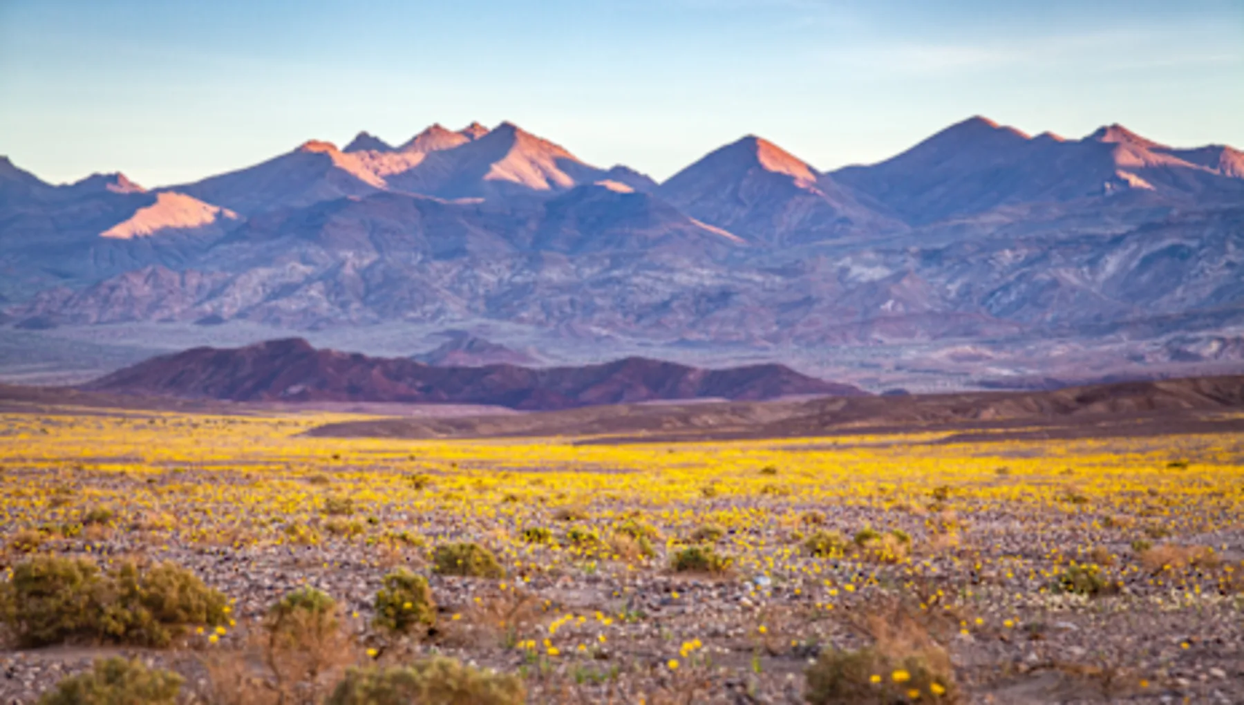 A Rare Wildflower Bloom in Death Valley National Park
